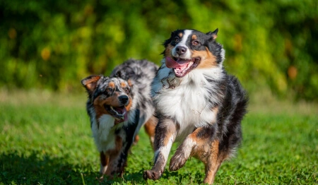 two running dogs