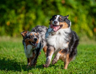 two running dogs