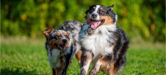 two running dogs