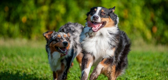 two running dogs