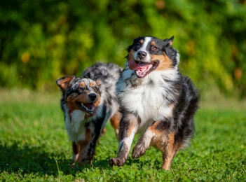 two running dogs