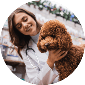 dog veterinarian